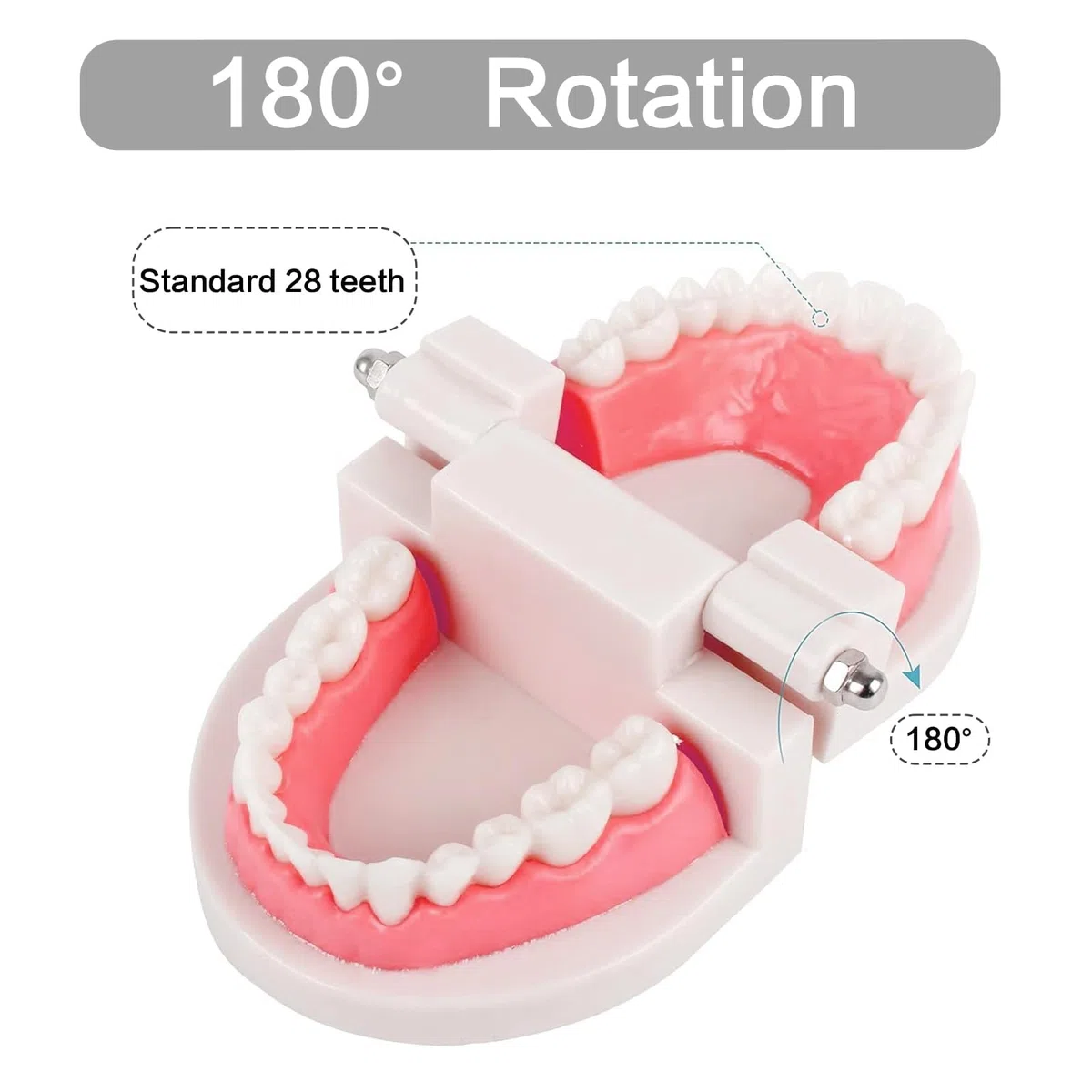 NIYATA - Modelo dental de demostración dental, modelo dental pedagógico, modelo dental con 2 cepillos de dientes de plástico, para demostración de dientes, enseñar a las personas a cepillarse los