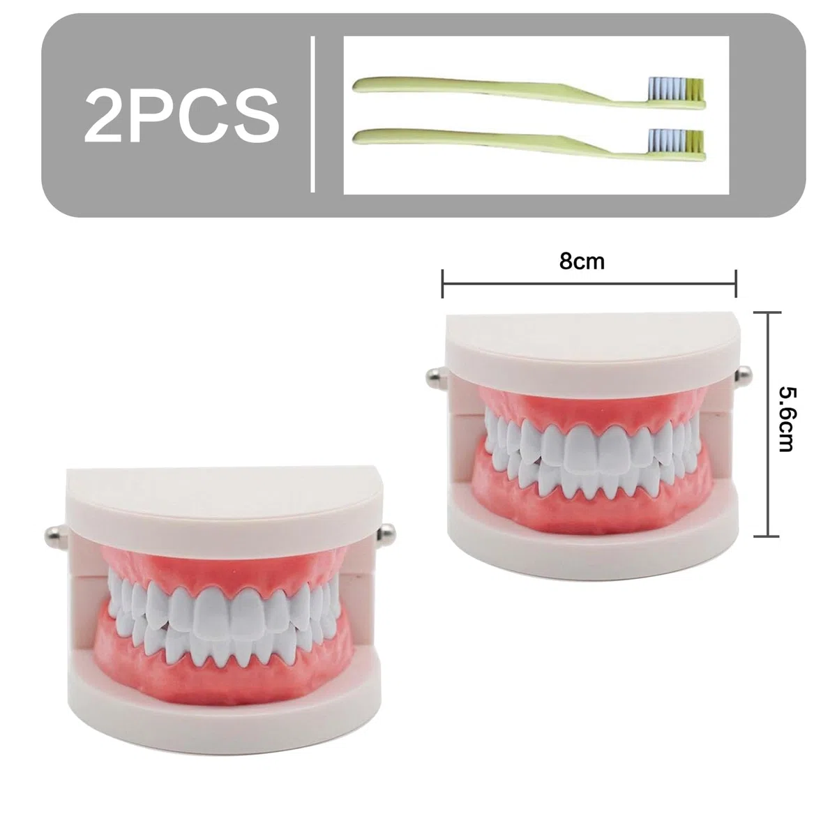 NIYATA - Modelo dental de demostración dental, modelo dental pedagógico, modelo dental con 2 cepillos de dientes de plástico, para demostración de dientes, enseñar a las personas a cepillarse los
