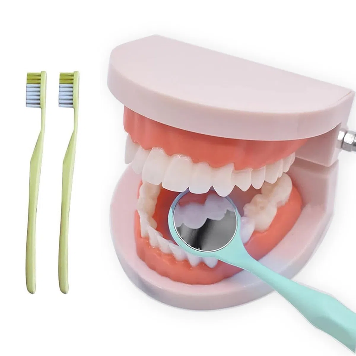 NIYATA - Modelo dental de demostración dental, modelo dental pedagógico, modelo dental con 2 cepillos de dientes de plástico, para demostración de dientes, enseñar a las personas a cepillarse los