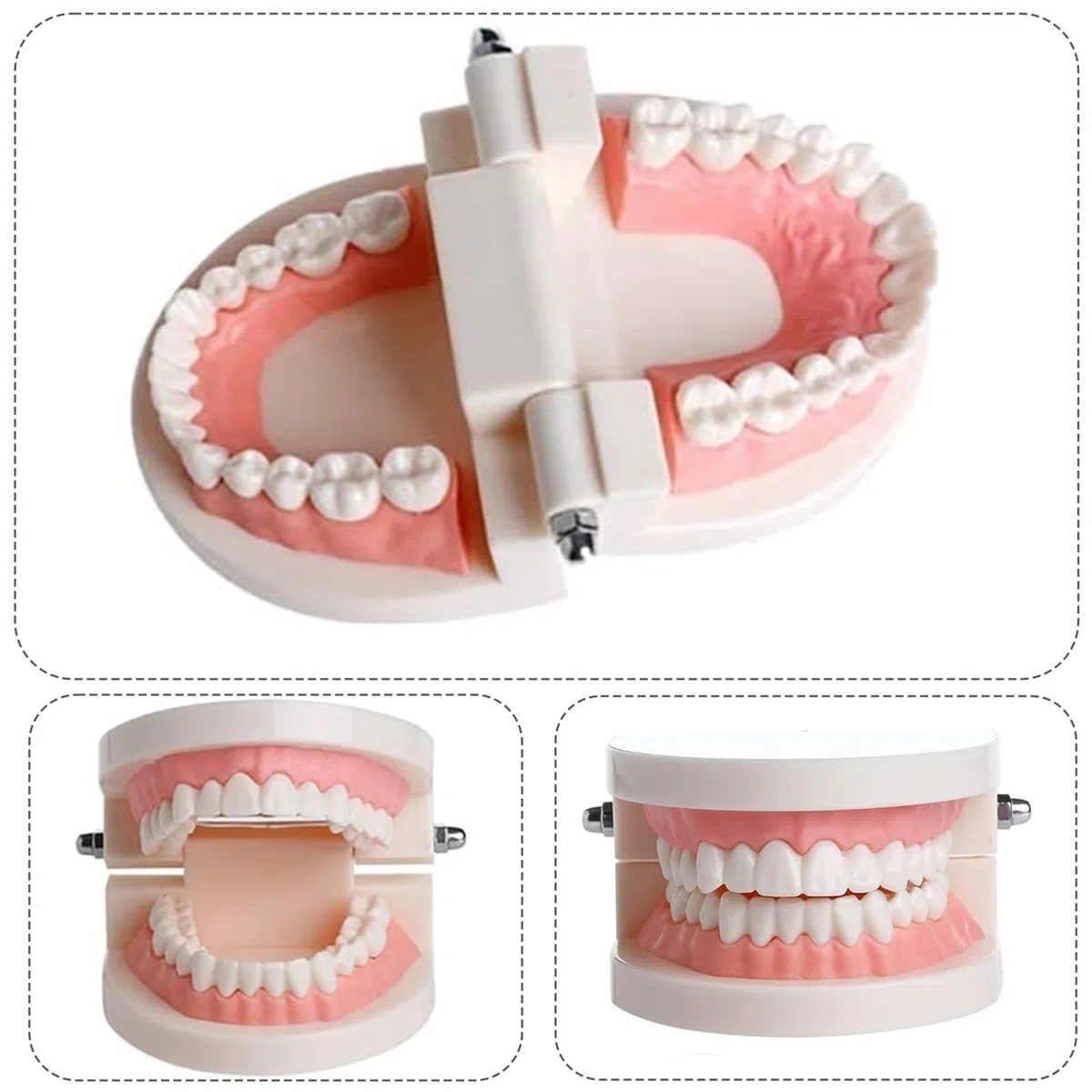 NIYATA - Modelo dental de demostración dental, modelo dental pedagógico, modelo dental con 2 cepillos de dientes de plástico, para demostración de dientes, enseñar a las personas a cepillarse los