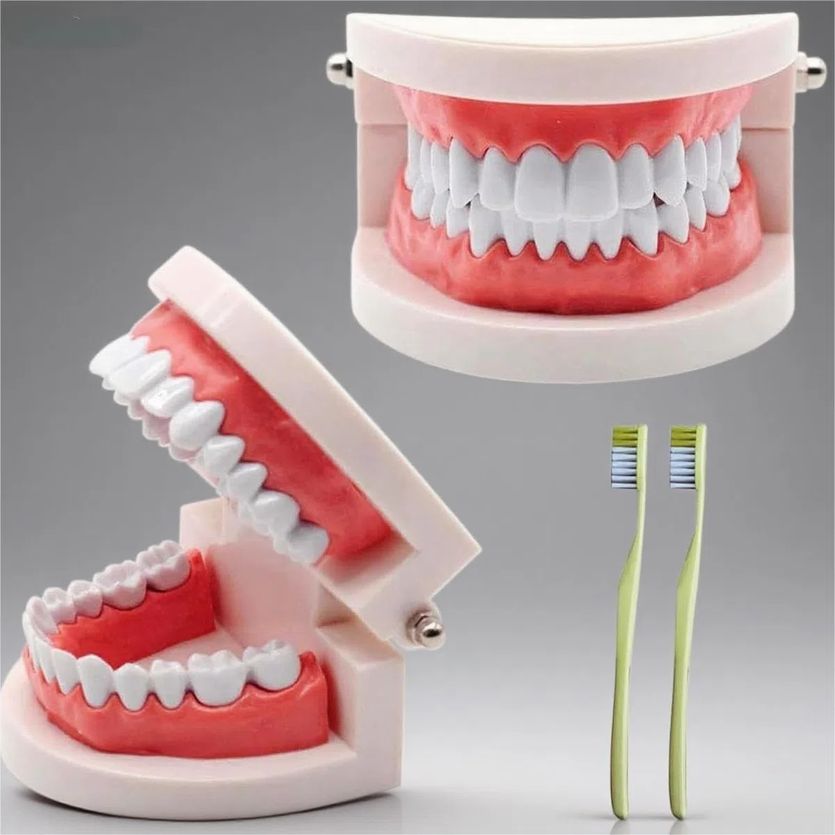 NIYATA - Modelo dental de demostración dental, modelo dental pedagógico, modelo dental con 2 cepillos de dientes de plástico, para demostración de dientes, enseñar a las personas a cepillarse los